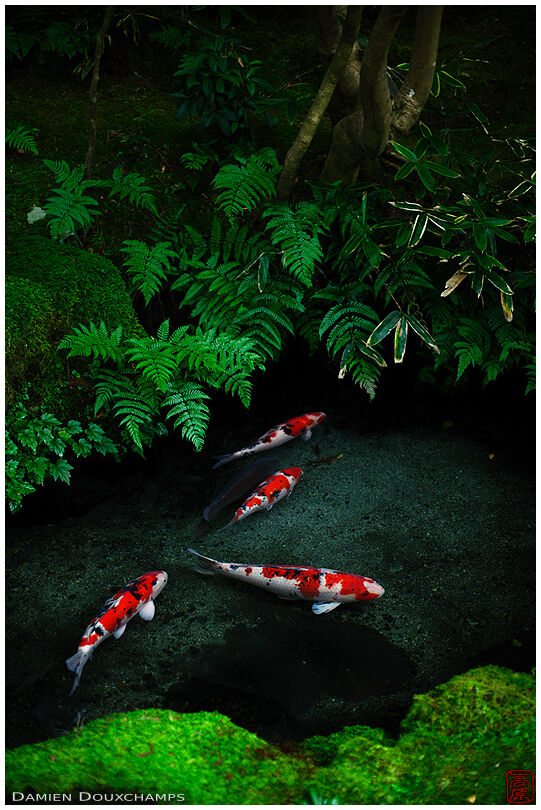 Red koi carps surrounded by green lush vegetation in Ruriko-in temple, Kyoto, Japan