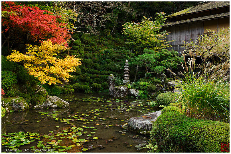 Autumn foliage and susuki grass around pond in Kongorin-ji temple, Shiga, Japan