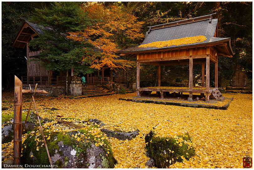 Shrine grounds covered with golden gingko leaves in Iwato Ochiba jinja, Kyoto, Japan