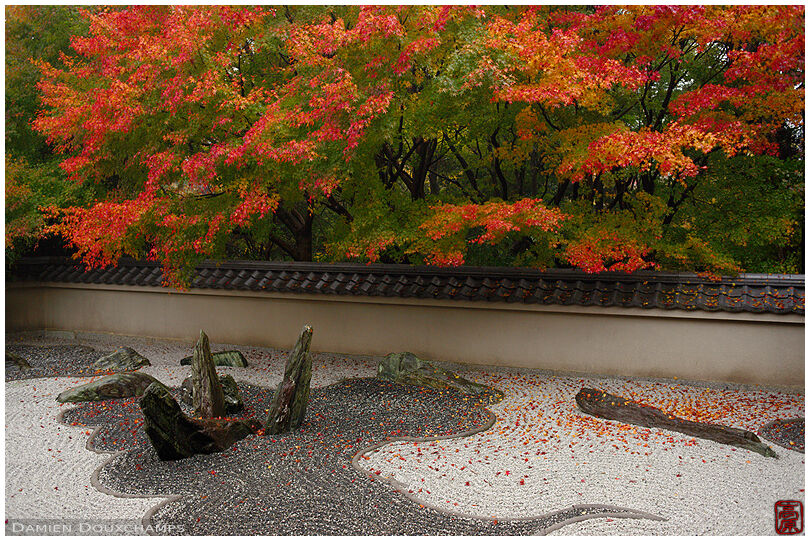 Rock garden depicting a dragon in the clouds with bright autumn colors, Ryogin-an, Kyoto, Japan
