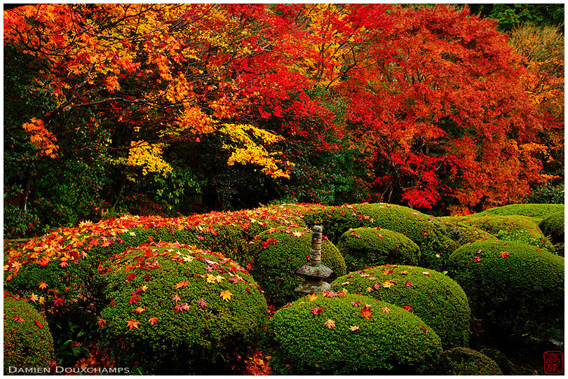 Intense autumn colors and early fallen leaves over little stone pagoda in Shisen-do temple, Kyoto, Japan