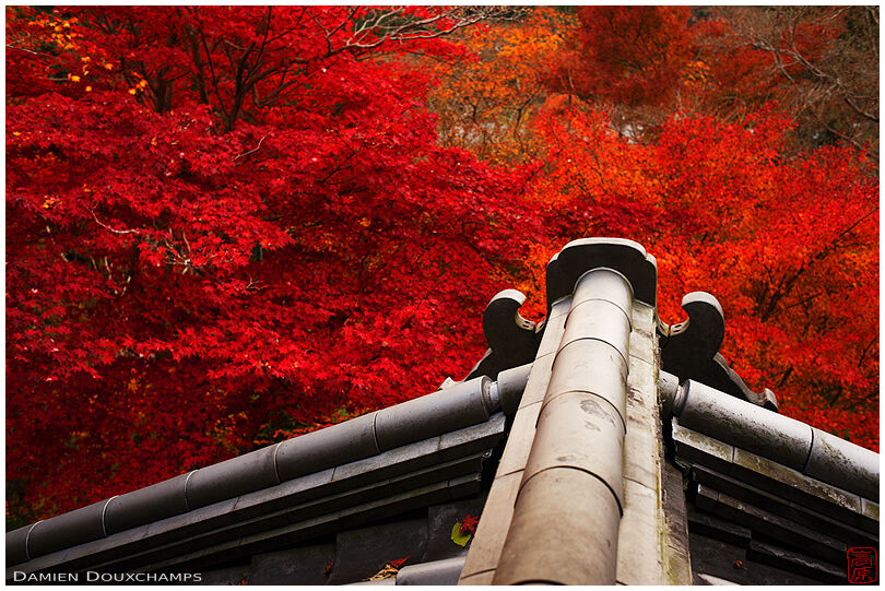 Rooftop view of autumn colours in Ruriko-in temple, Kyoto, Japan
