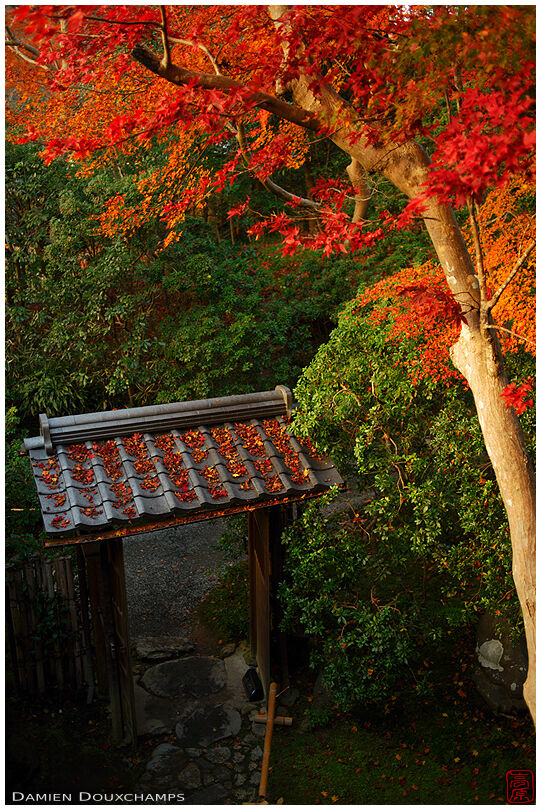 Small gate with fallen autumn leaves in Ruriko-in temple, Kyoto, Japan