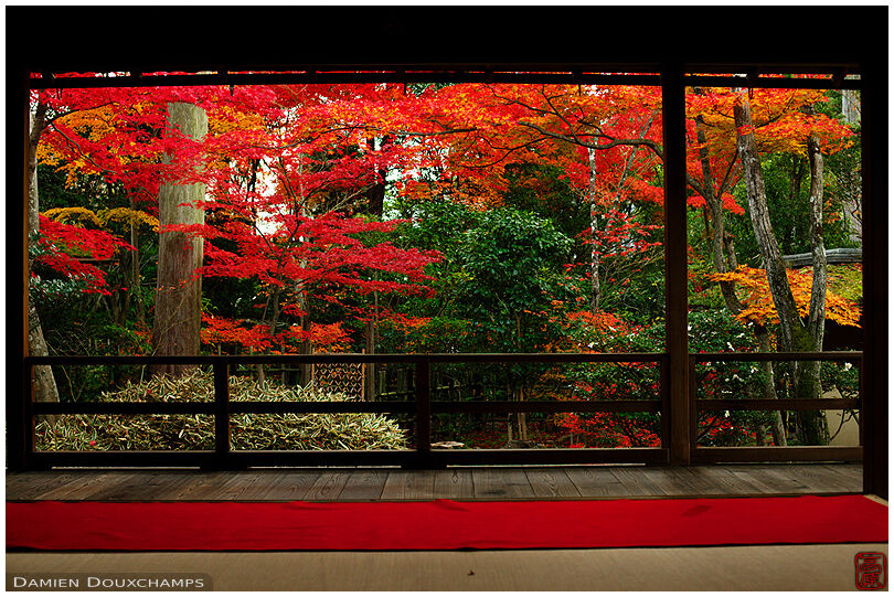 Autumn colours in Daiho-in temple, Kyoto