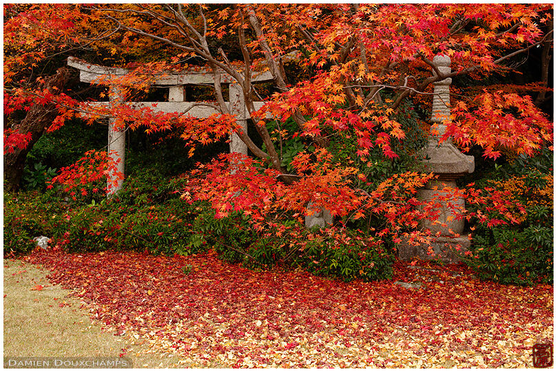 Stone torii gate, red maple trees and a carpet of fallen leaves in Okochi-sanso villa, Kyoto, Japan