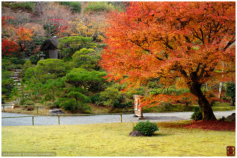 Bright orange maple tree in the garden of the Okochi Sanso villa, Kyoto, Japan