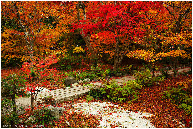 Omnipresent autumn colours in the garden of Hokyo-in temple, Kyoto, Japan