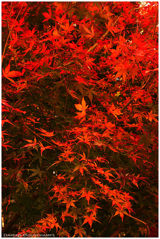Bright red autumn foliage in Suzumushi-dera temple, Kyoto, Japan
