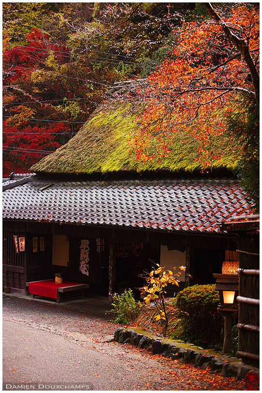 Store with mossy thatched roof, Kyoto, Japan