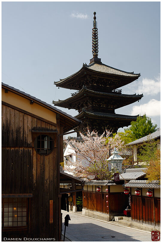 Sakura blooming at the foot of the Hokanji temple pagoda, Kyoto, Japan