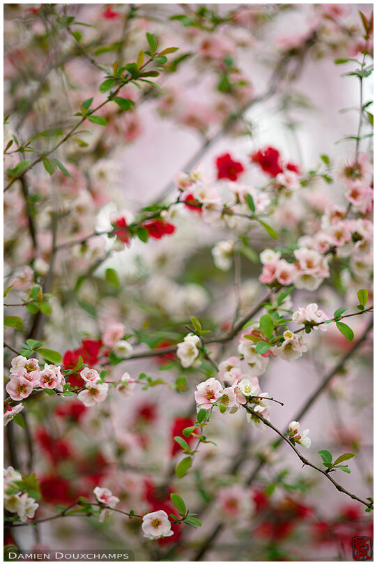 Pink, green, white and red: colours of spring in Haradani-en garden, Kyoto, Japan