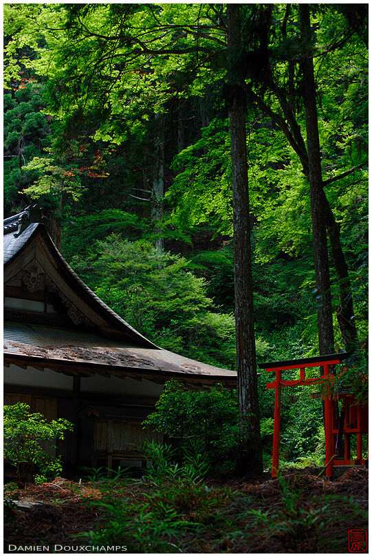 Red torii gate in dark green forest, Kozan-ji temple, Kyoto, Japan