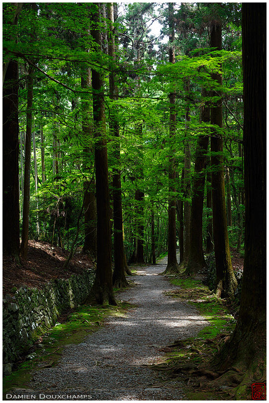 Green forest path in Kōzan-ji temple, Kyoto, Japan