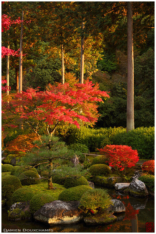 :ast light on the red bushes and maple trees of Mimuroto-ji temple, Kyoto, Japan