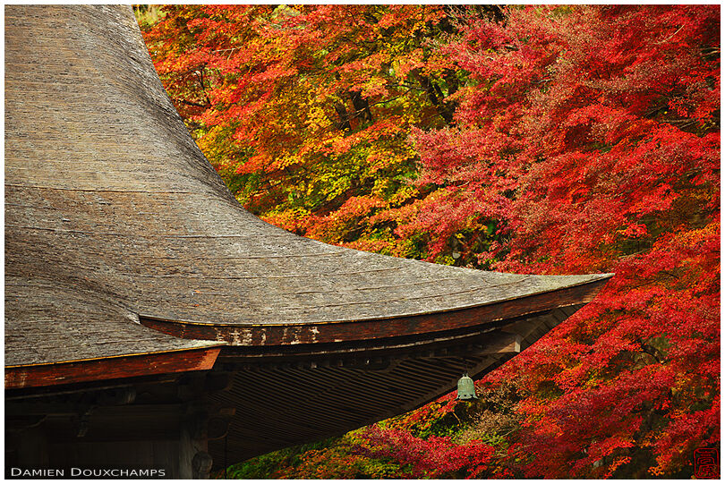 Large wooden temple roof and autumn colours, Shorin-in temple, Kyoto, Japan