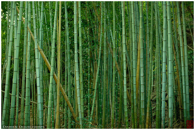 Bamboo forest in Takiguchi-dera temple, Kyoto, Japan