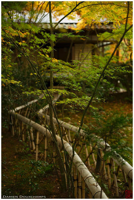 Narrow bamboo path in Takiguchi-dera temple, Kyoto, Japan