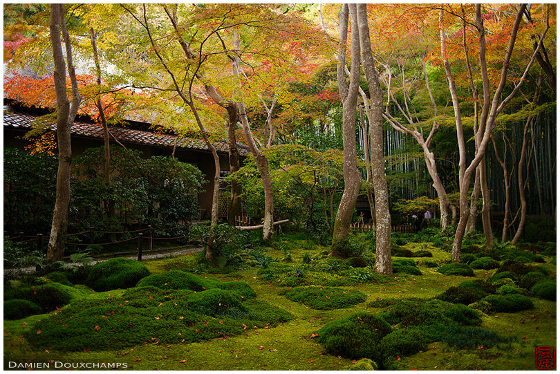 Early autumn colors over the sublime moss garden of Giyo-ji temple, Kyoto, Japan
