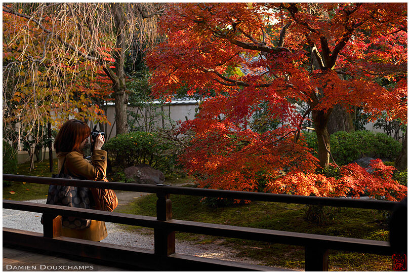 Female visitor photographying autumn foliage in Shodeneigen-in temple, Kyoto, Japan