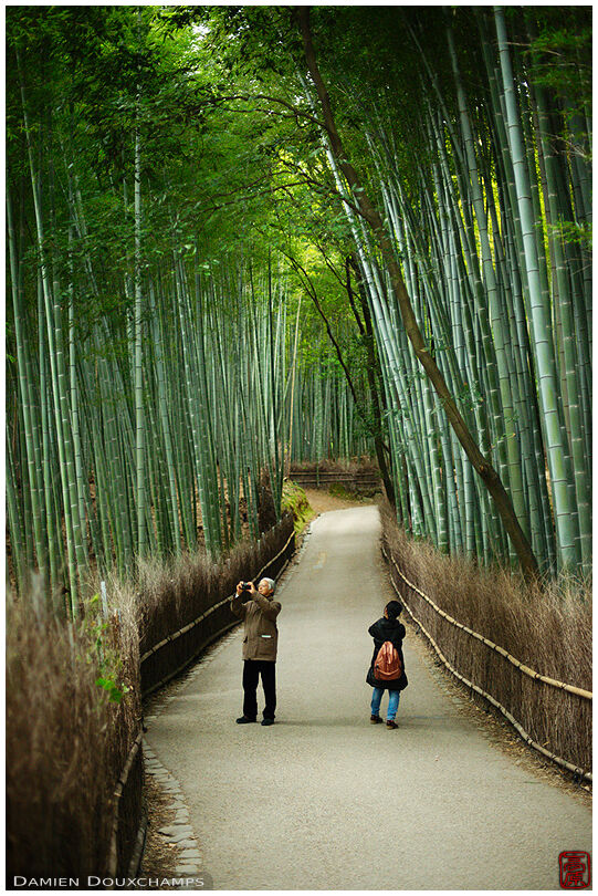 Early morning visitors in the bamboo alley, Kyoto, Japan