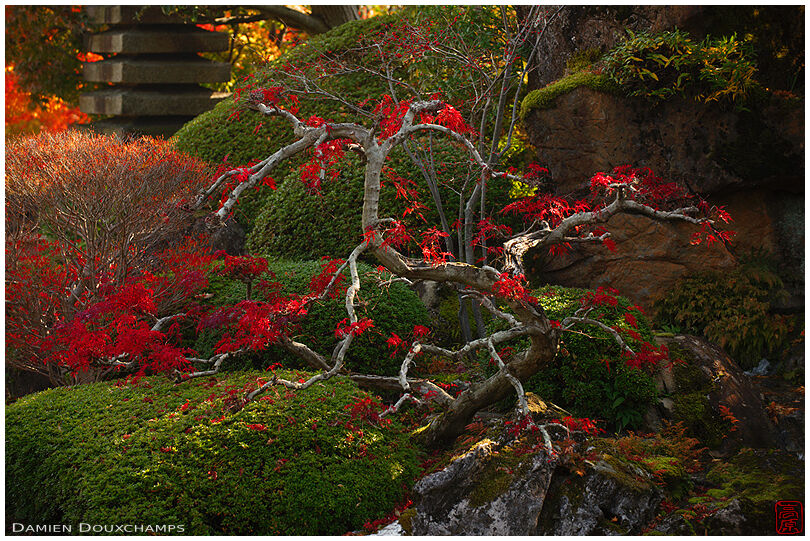 Old tortuous ever-red maple tree in the garden of Shobo-ji temple, Kyoto, Japan