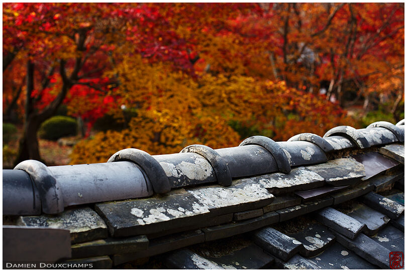 Old tiles and bright autumn colours in Shoji-ji temple, Kyoto, Japan