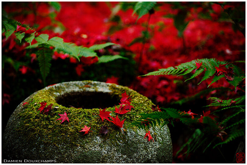 Mossy spherical tsukubai with a sprinkle of bright red autumn leaves, Enri-an temple, Kyoto, Japan