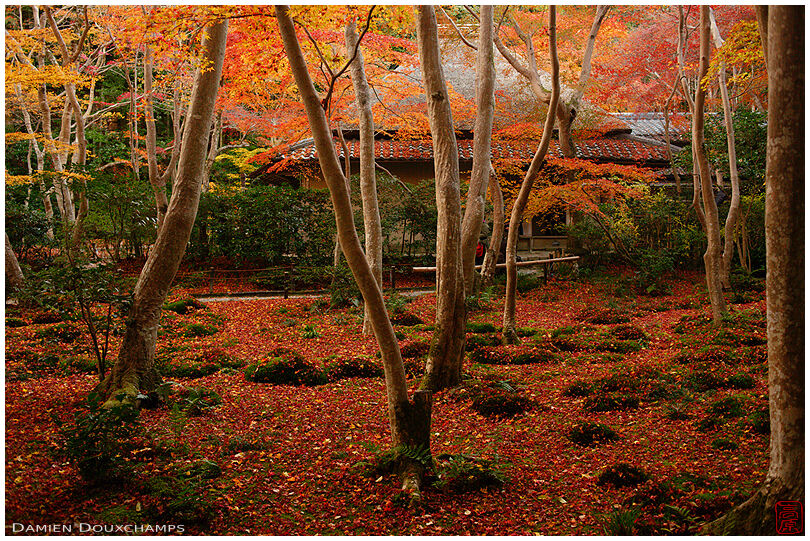 Carpet of red fallen maple leaves on the sublime moss garden of Giyo-ji temple, Kyoto, Japan