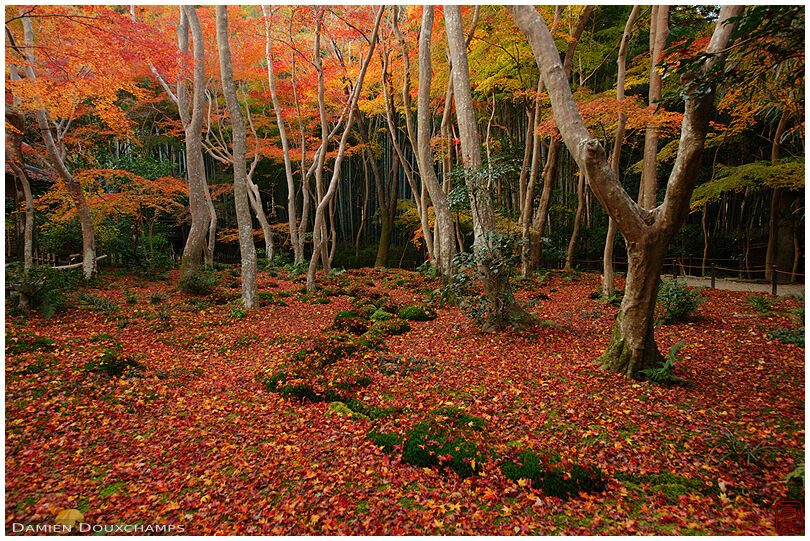 Moss garden covered by a carpet of red maple leaves in Gyoji temple, Kyoto, Japan