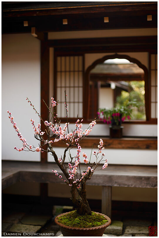 Potted bonzai cherry tree blooming in Shotaku-in temple, Kyoto, Japan