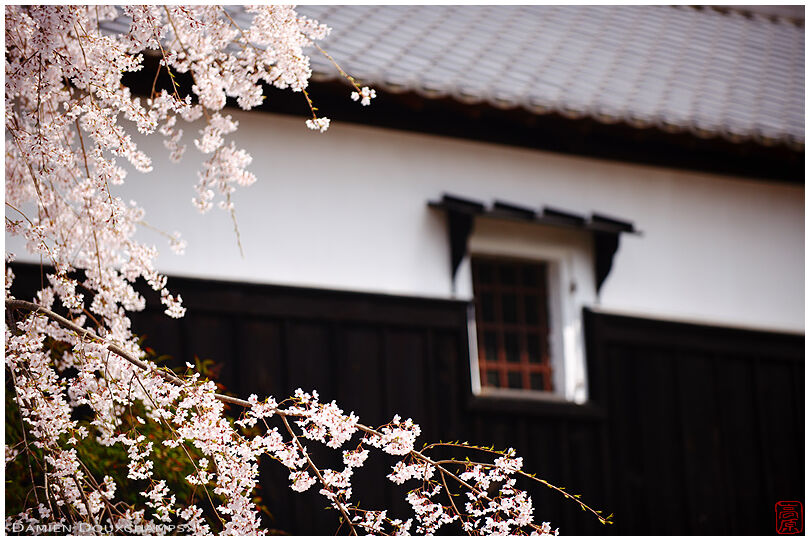 Blooming sakura and old traditional store house near Hiyoshi-taisha, Shiga, Japan