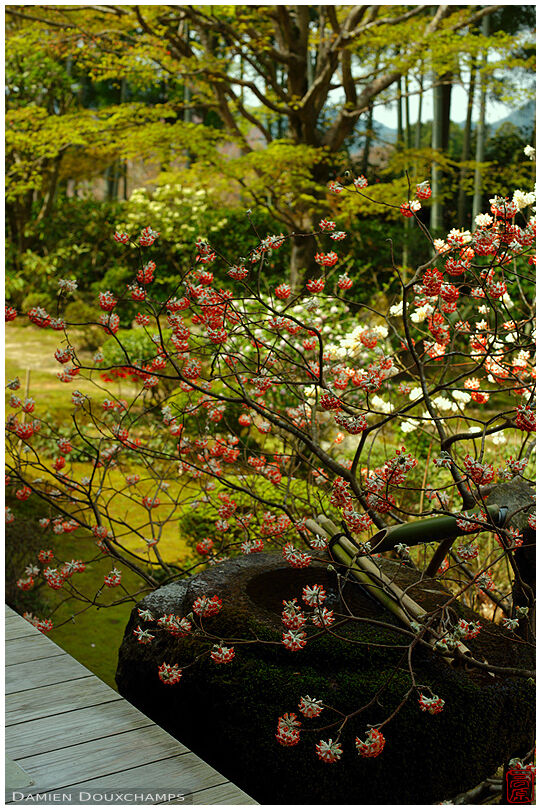 Flowers blooming around a tsukubai water basin, Hosen-in temple, Kyoto, Japan