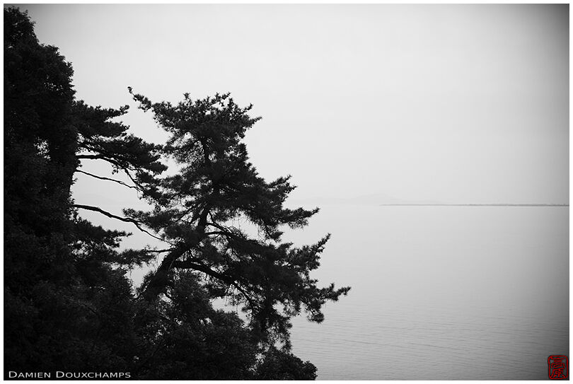 Old pine tree on the edge of Biwako lake, the largest lake of Japan