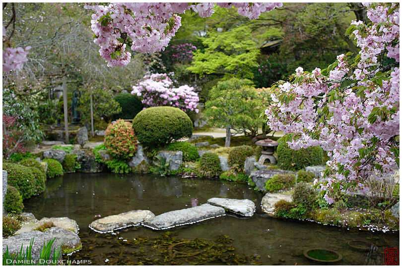 Cherry blossoms over the pond of Jikko-in temple garden, Kyoto, Japan