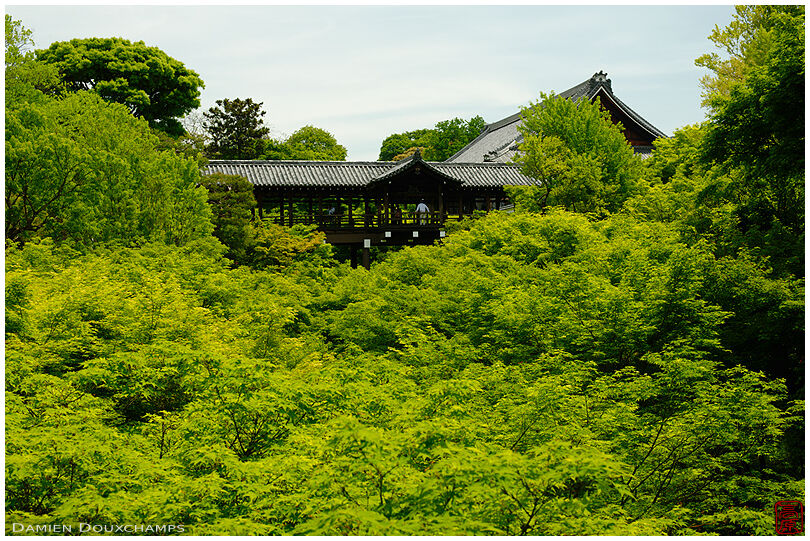 Tofukuji bridge lost in the fresh green new maple leaves colours, Kyoto, Japan