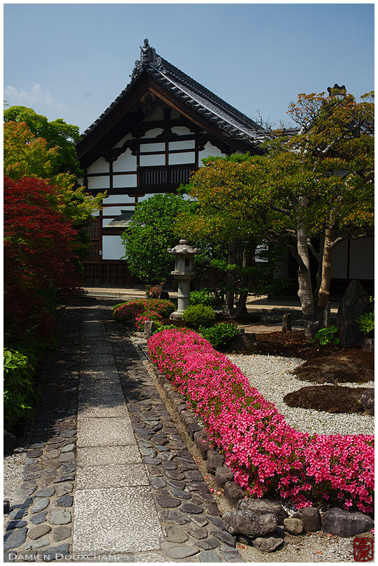 Neatly trimmed and flowering satsuki azalea in Jiun-in temple, Kyoto, Japan