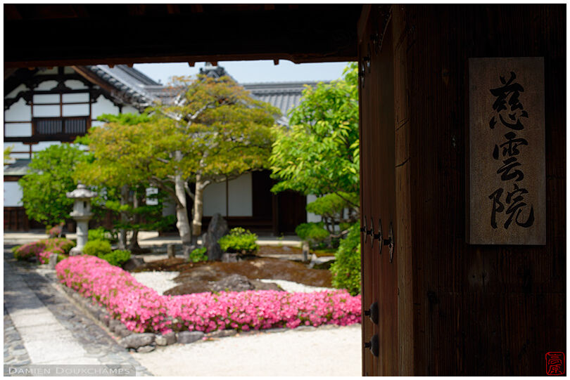 Satsuki blooming in the front garden of Jiun-in temple, Kyoto, Japan