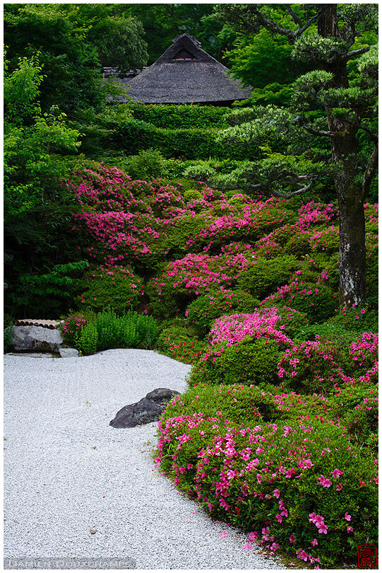 Pink azalea blooming in the dry landscape garden of Konpuku-ji temple, Kyoto, Japan