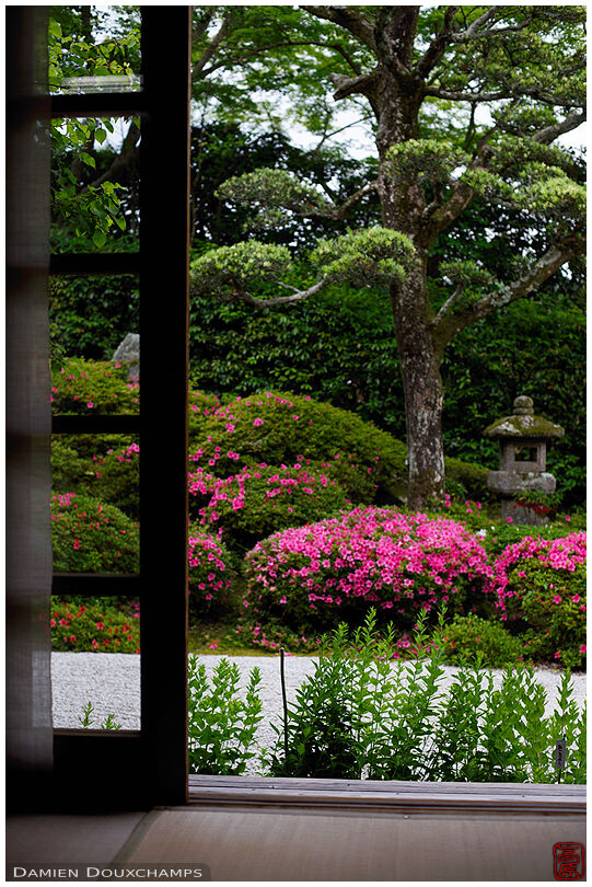 Azalea blooming in the dry landscape garden of Konpuku-ji temple, Kyoto, Japan