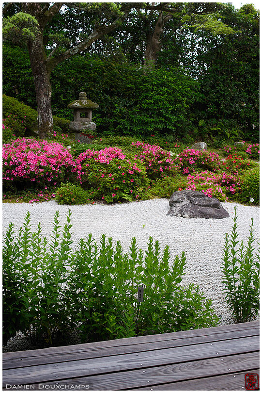 Rhododendron blooming in the rock garden of Konpuku-ji temple, Kyoto, Japan