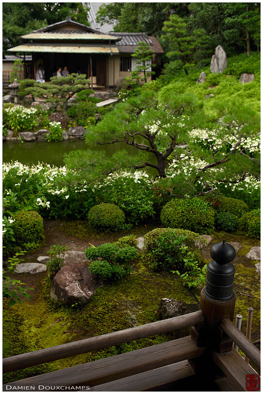 Hangesho blooming season in Ryosoku-in temple, Kyoto, Japan