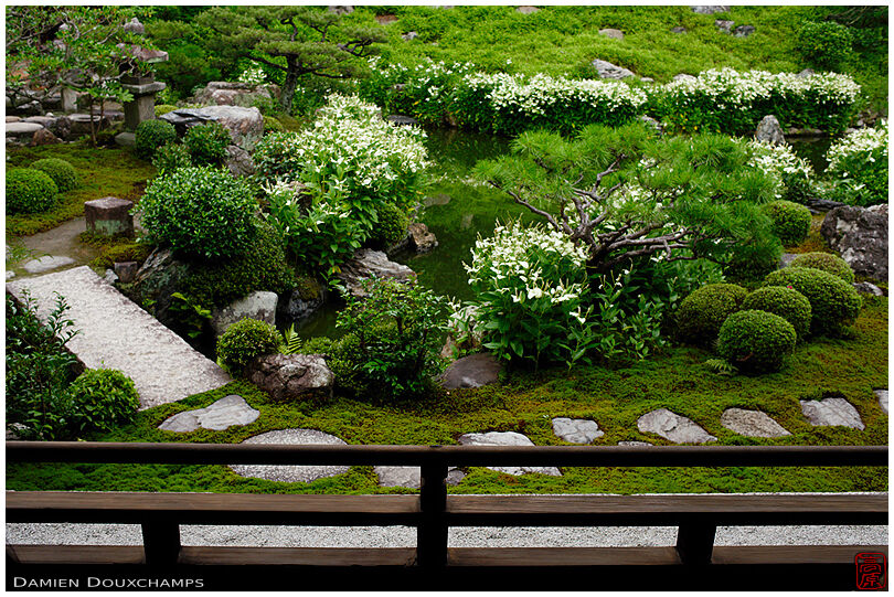 Hangesho blooming in the garden of Ryosoku-in temple, Kyoto, Japan