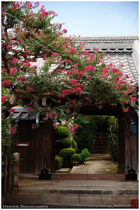 Pink sarusuberi tree blooming in front ot Tokei-ji temple gate, Kyoto, Japan