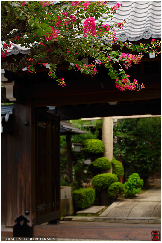 Sarusuberi tree and its pink flowers during summer in Tokei-ji temple, Kyoto, Japan