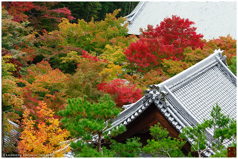 Overlooking the multi-coloured autumn foliage of Enko-ji temple, Kyoto, Japan