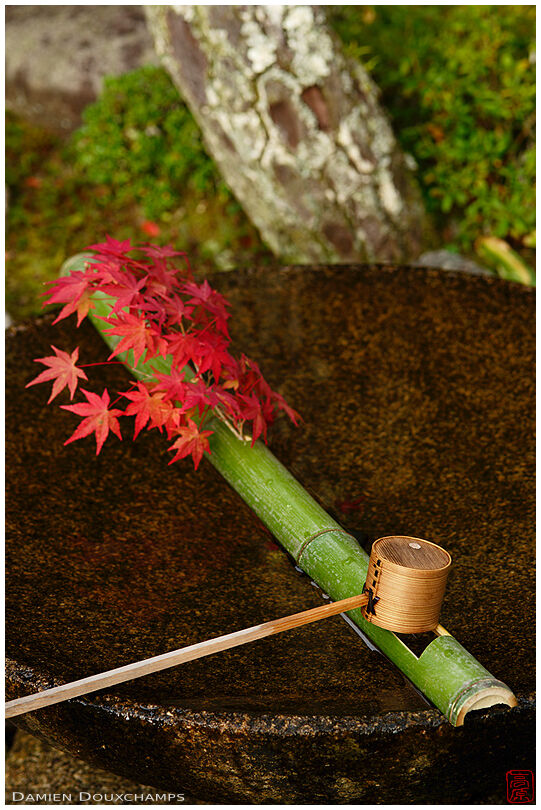 Red maple leaves adorning tsukubai water basin with pine ladle, Enko-ji temple, Kyoto, Japan