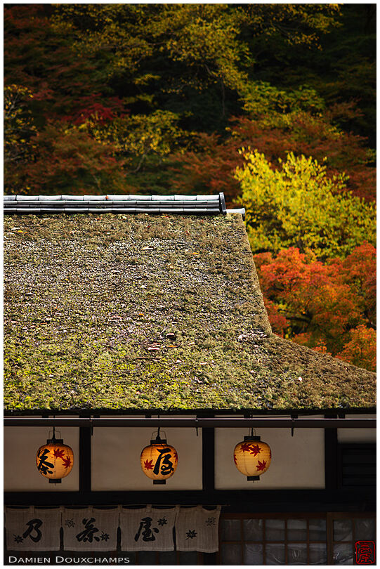 Three paper lanterns hanging from the thatched roof of a tea house near Kozan-ji temple, Kyoto, Japan