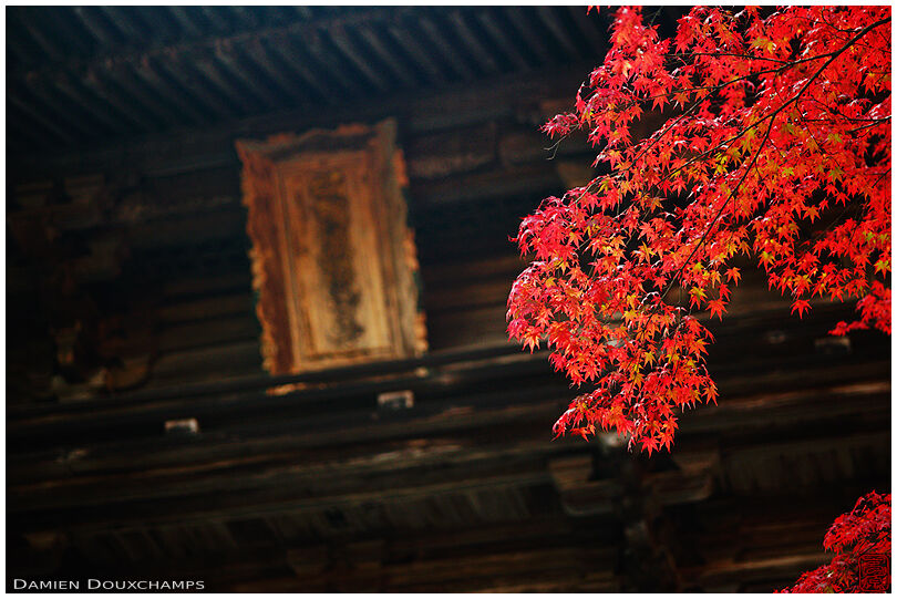 Red autumn maple foliage and golden sign on the gate of Jingo-ji temple, Kyoto, Japan