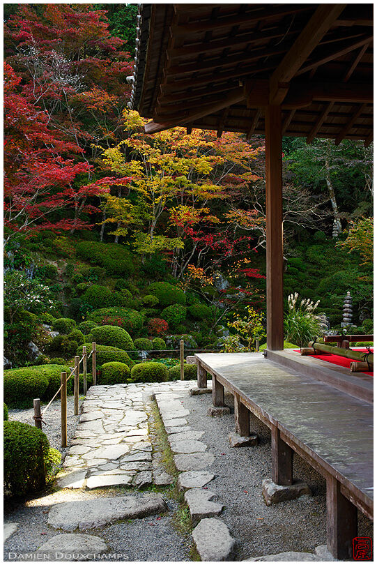 Autumn foliage ans susuki grass in Kongorinji temple garden, Shiga, Japan