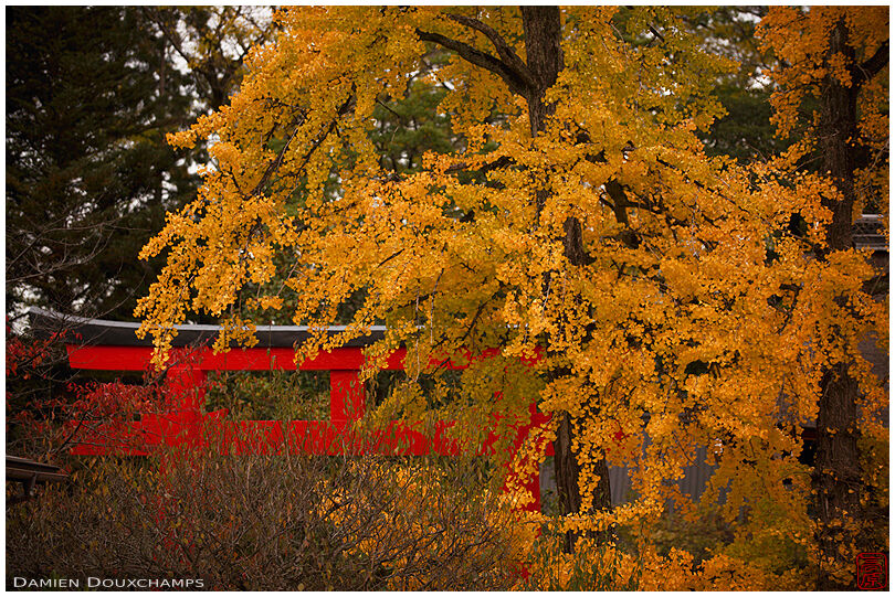 Red torii gate lost in yellow ginkgo foliage in autumn, Shimogamo shrine, Kyoto, Japan